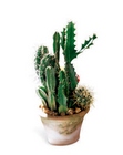 /images/ftd09white/C31-2942S^1lg.jpg Cactus Garden